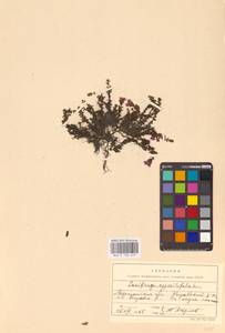 Камнеломка супротивнолистная L., Восточная Европа, Северный район (E1) (Россия)