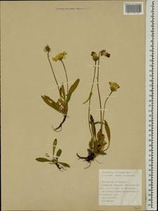 Pilosella peleteriana subsp. subpeleteriana (Nägeli & Peter) P. D. Sell, Восточная Европа, Северный район (E1) (Россия)