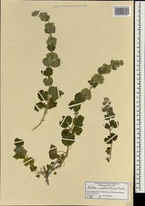 Ballota undulata (Sieber ex Fresen.) Benth., Зарубежная Азия (ASIA) (Израиль)