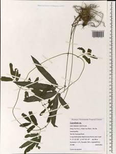 Лигодиум, Зарубежная Азия (ASIA) (Вьетнам)