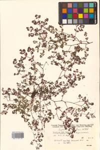 Молочай приземистый Willd., Сибирь, Дальний Восток (S6) (Россия)