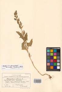 Oxybasis micrantha (Trautv.) Sukhor. & Uotila, Сибирь, Дальний Восток (S6) (Россия)