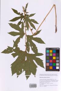 Filipendula digitata (Willd.) Bergmans, Сибирь, Дальний Восток (S6) (Россия)