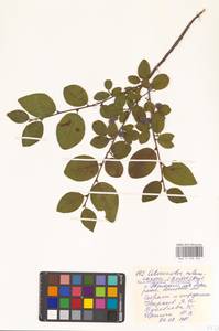 Кизильник рыхлоцветковый (J.Jacq.) Lindl., Восточная Европа, Восточный район (E10) (Россия)