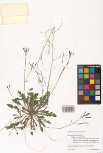 Двурядка стенная (L.) DC., Восточная Европа, Центральный лесостепной район (E6) (Россия)