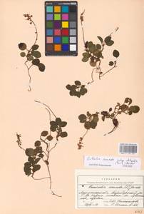 Orthilia secunda × obtusata, Восточная Европа, Северный район (E1) (Россия)