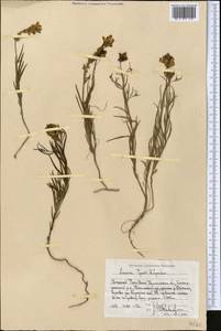 Льнянка Попова Kuprian., Средняя Азия и Казахстан, Западный Тянь-Шань и Каратау (M3) (Узбекистан)