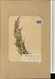 Onychium japonicum (Thunb.) Kze., Зарубежная Азия (ASIA) (КНР)