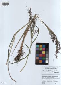 Вейник пурпурный (Trin.) Trin., Сибирь, Алтай и Саяны (S2) (Россия)