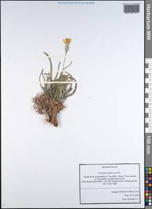 Pseudopodospermum pubescens (DC.) Zaika, Sukhor. & N. Kilian, Сибирь, Алтай и Саяны (S2) (Россия)