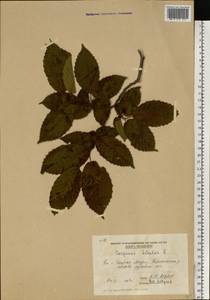 Граб восточный, Грабинник Mill., Восточная Европа, Молдавия (E13a) (Молдавия)