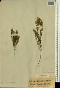 Phylica axillaris var. lutescens (Eckl. & Zeyh.) Pillans, Африка (AFR) (ЮАР)