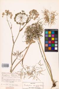 Cenolophium fischeri (Spreng.) W. D. J. Koch, Восточная Европа, Средневолжский район (E8) (Россия)