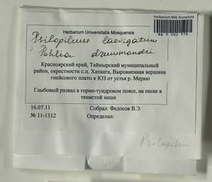 Psilopilum laevigatum (Wahlenb.) Lindb., Гербарий мохообразных, Мхи - Красноярский край, Тыва и Хакасия (B17) (Россия)