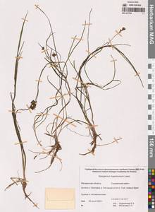 Ежеголовник северный  Laest. ex Beurl., Сибирь, Чукотка и Камчатка (S7) (Россия)