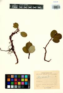 Ива сетчатая L., Сибирь, Прибайкалье и Забайкалье (S4) (Россия)