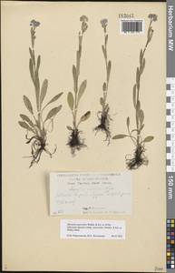 Myosotis alpestris subsp. suaveolens (Waldst. & Kit. ex Willd.) Strid, Восточная Европа, Центральный лесостепной район (E6) (Россия)