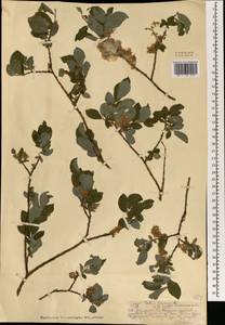 Ива Бебба, Ива Бэбба Sarg., Монголия (MONG) (Монголия)