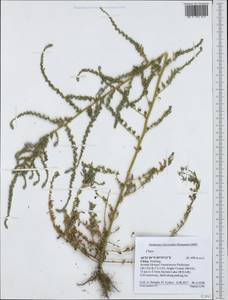 Amaranthaceae, Зарубежная Азия (ASIA) (КНР)