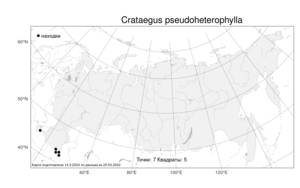 Crataegus pseudoheterophylla, Боярышник ложно-разнолистный Pojark., Атлас флоры России (FLORUS) (Россия)