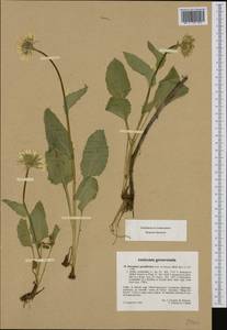 Doronicum grandiflorum Lam., Западная Европа (EUR) (Франция)