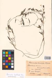 Лютик Кауфмана, Шелковник Кауфмана P. Clerc, Восточная Европа, Московская область и Москва (E4a) (Россия)