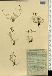 Володушка двустебельная Helm, Монголия (MONG) (Монголия)