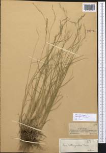 Мятлик оттянутый Trin., Средняя Азия и Казахстан, Джунгарский Алатау и Тарбагатай (M5) (Казахстан)