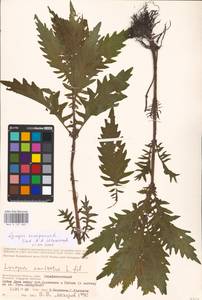 MHA 0 157 805, Зюзник европейский L., Восточная Европа, Нижневолжский район (E9) (Россия)