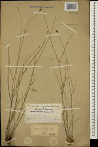 Goekyighitia rigida (Aucher ex DC.) Yild., Кавказ, Армения (K5) (Армения)