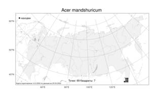 Acer mandshuricum, Клен маньчжурский Maxim., Атлас флоры России (FLORUS) (Россия)