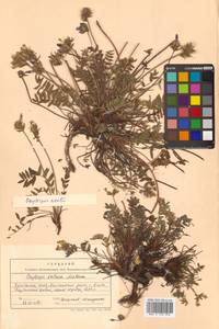 Oxytropis adamsiana subsp. erecta (Kom.) Kuvaev, Сибирь, Чукотка и Камчатка (S7) (Россия)