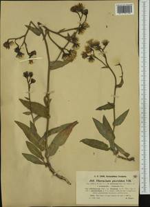Hieracium picroides subsp. ochroleucum (Hoppe) Zahn, Западная Европа (EUR) (Франция)