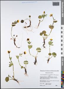 Лютик снеговой L., Сибирь, Дальний Восток (S6) (Россия)