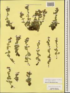Campanula coriacea P.H.Davis, Кавказ, Армения (K5) (Армения)