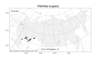 Palimbia turgaica, Палимбия тургайская Lipsky, Атлас флоры России (FLORUS) (Россия)