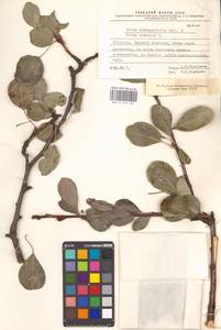 Pyrus elaeagnifolia × communis, Восточная Европа, Молдавия (E13a) (Молдавия)