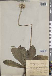 Trommsdorffia maculata (L.) Bernh., Восточная Европа, Центральный лесной район (E5) (Россия)
