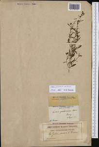Chaenorhinum minus subsp. minus, Западная Европа (EUR) (Франция)
