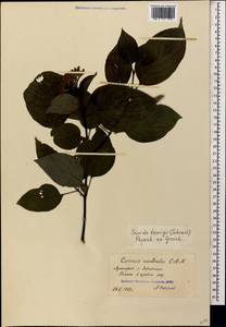 Свидина южная (C.A.Mey.) Jáv., Кавказ, Грузия (K4) (Грузия)