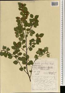 Береза кустарниковая Pall., Монголия (MONG) (Монголия)