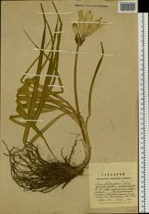 Красоднев малый Mill., Сибирь, Дальний Восток (S6) (Россия)