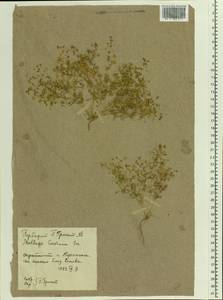 Hypertelis cerviana (L.) Thulin, Восточная Европа, Центральный лесостепной район (E6) (Россия)