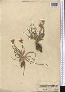 Pseudopodospermum pubescens (DC.) Zaika, Sukhor. & N. Kilian, Средняя Азия и Казахстан, Западный Тянь-Шань и Каратау (M3) (Казахстан)