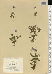 Фиалка трехцветная, Анютины глазки L., Восточная Европа, Московская область и Москва (E4a) (Россия)