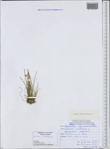 Ситник членистый L., Кавказ, Южная Осетия (K4b) (Южная Осетия)