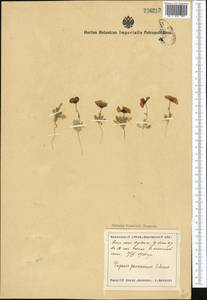 Roemeria pavonina, Средняя Азия и Казахстан, Сырдарьинские пустыни и Кызылкумы (M7) (Узбекистан)