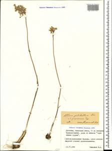 Лук крымский (Besser ex Rchb.) K.Richt., Кавказ, Дагестан (K2) (Россия)