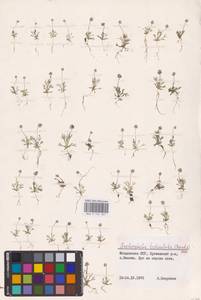 Ceratocephala orthoceras DC., Восточная Европа, Молдавия (E13a) (Молдавия)