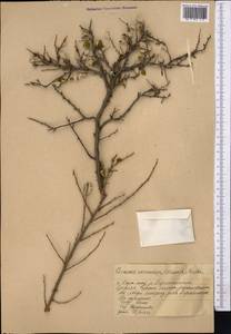 Prunus verrucosa Franch., Средняя Азия и Казахстан, Западный Тянь-Шань и Каратау (M3) (Казахстан)